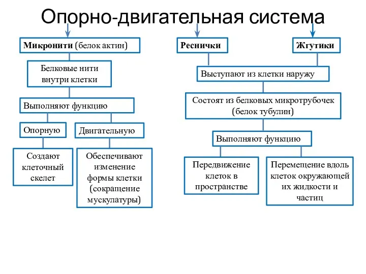 Опорно-двигательная система Микронити (белок актин) Реснички Жгутики Белковые нити внутри