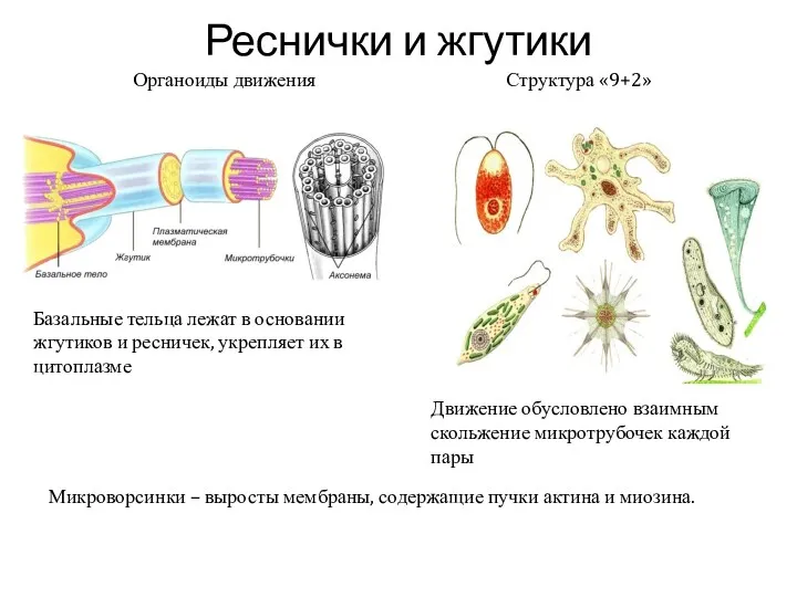 Реснички и жгутики Органоиды движения Структура «9+2» Базальные тельца лежат