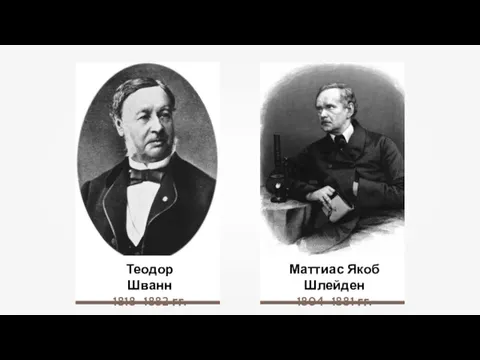 Теодор Шванн 1818–1882 гг. Маттиас Якоб Шлейден 1804–1881 гг.