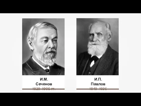 И.М. Сеченов 1829–1905 гг. И.П. Павлов 1849–1936 гг.