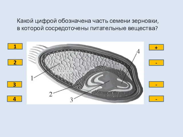 Какой цифрой обозначена часть семени зерновки, в которой сосредоточены питательные