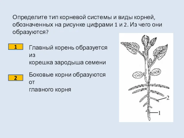 Определите тип корневой системы и виды корней, обозначенных на рисунке