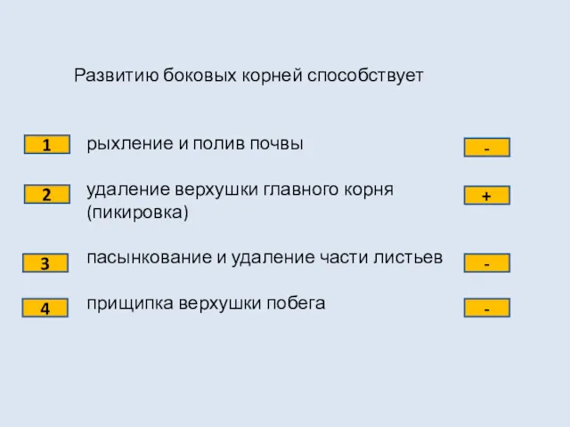 Развитию боковых корней способствует рыхление и полив почвы удаление верхушки