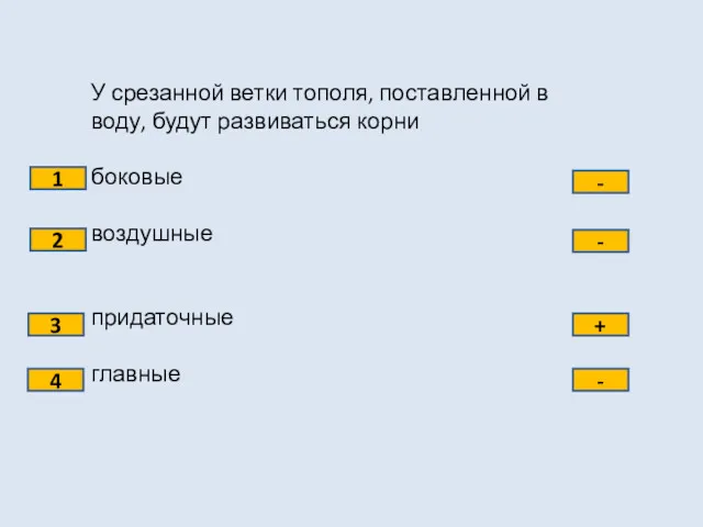 У срезанной ветки тополя, поставленной в воду, будут развиваться корни