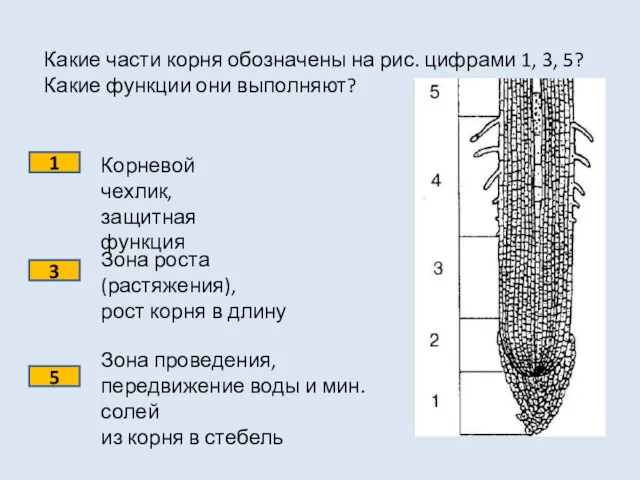 Какие части корня обозначены на рис. цифрами 1, 3, 5?