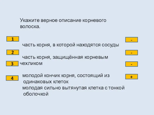 Укажите верное описание корневого волоска. часть корня, в которой находятся