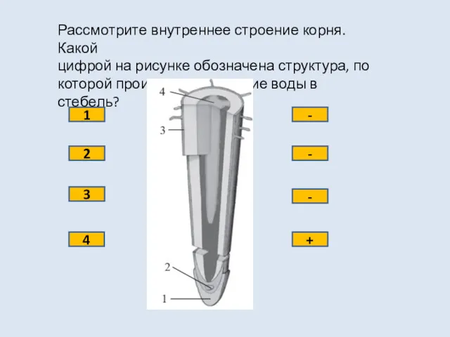 Рассмотрите внутреннее строение корня. Какой цифрой на рисунке обозначена структура,