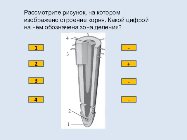 Рассмотрите рисунок, на котором изображено строение корня. Какой цифрой на