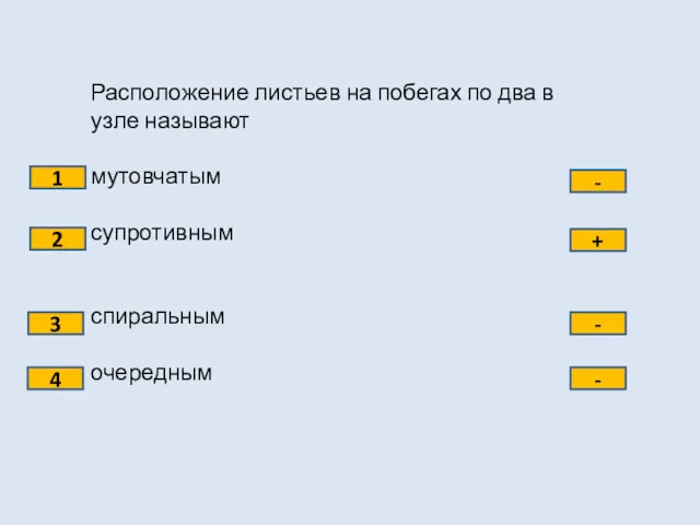 Расположение листьев на побегах по два в узле называют мутовчатым