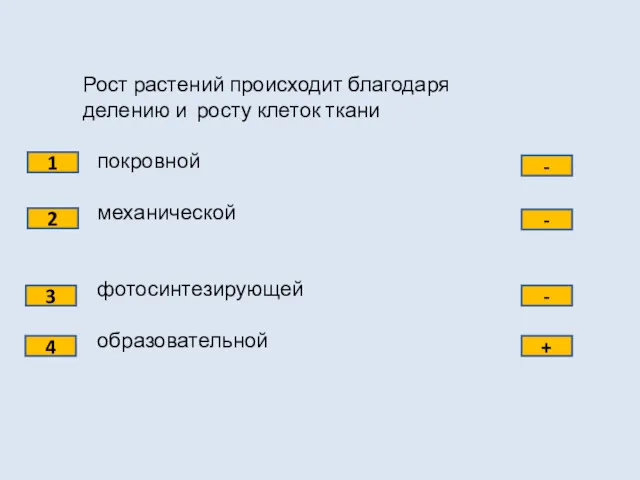 Рост растений происходит благодаря делению и росту клеток ткани покровной