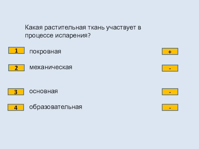 Какая растительная ткань участвует в процессе испарения? покровная механическая основная