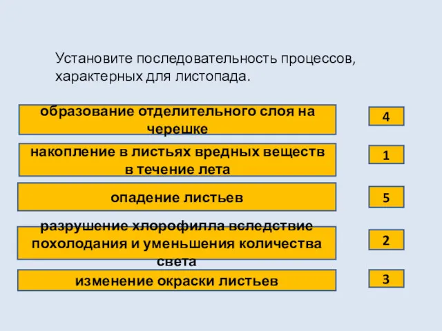 Установите последовательность процессов, характерных для листопада. образование отделительного слоя на