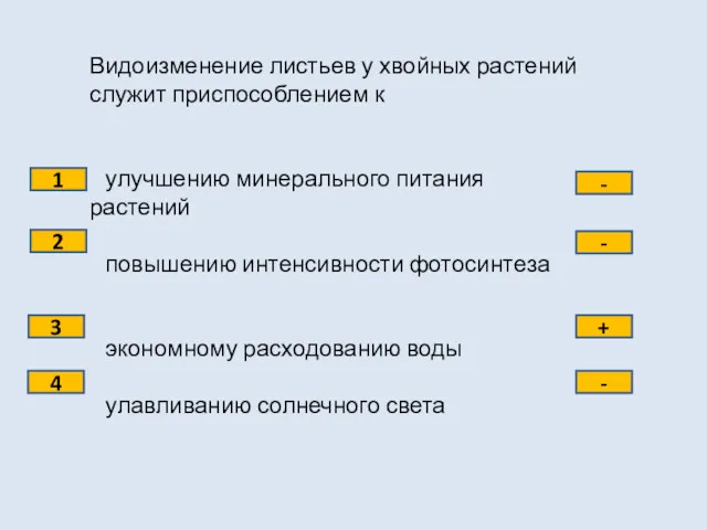 Видоизменение листьев у хвойных растений служит приспособлением к улучшению минерального