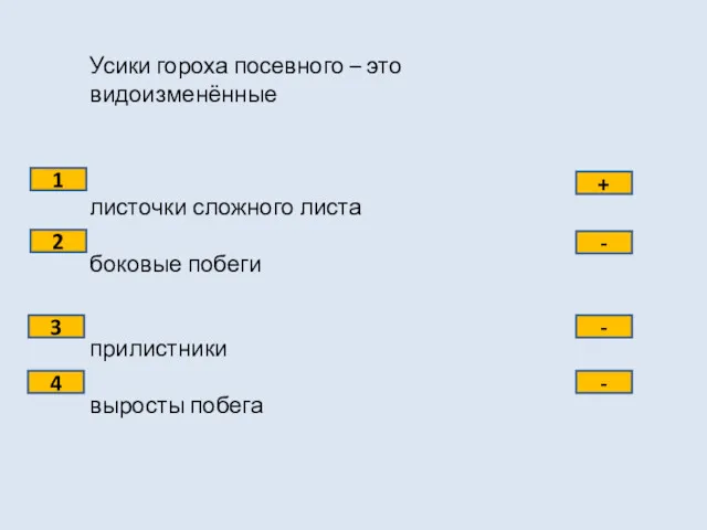 Усики гороха посевного – это видоизменённые листочки сложного листа боковые