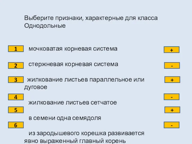 Выберите признаки, характерные для класса Однодольные мочковатая корневая система стержневая