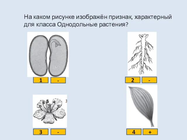 На каком рисунке изображён признак, характерный для класса Однодольные растения?