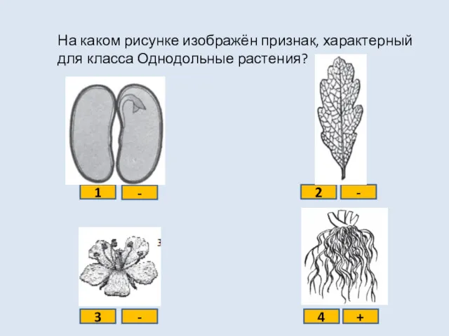 На каком рисунке изображён признак, характерный для класса Однодольные растения?