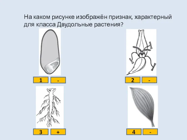 На каком рисунке изображён признак, характерный для класса Двудольные растения?