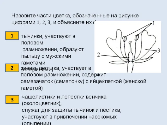 Назовите части цветка, обозначенные на рисунке цифрами 1, 2, 3,