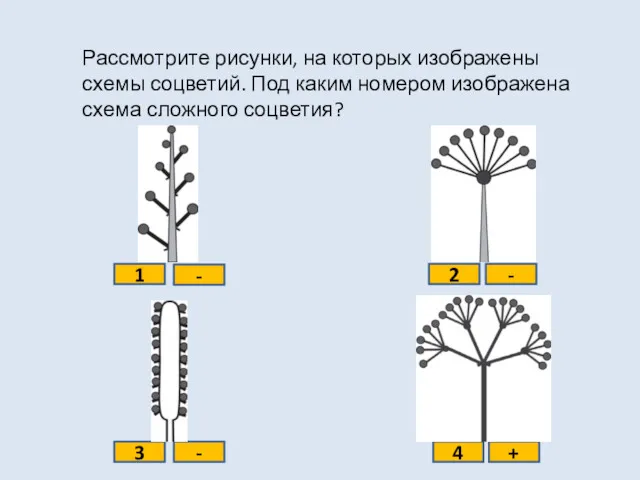 Рассмотрите рисунки, на которых изображены схемы соцветий. Под каким номером