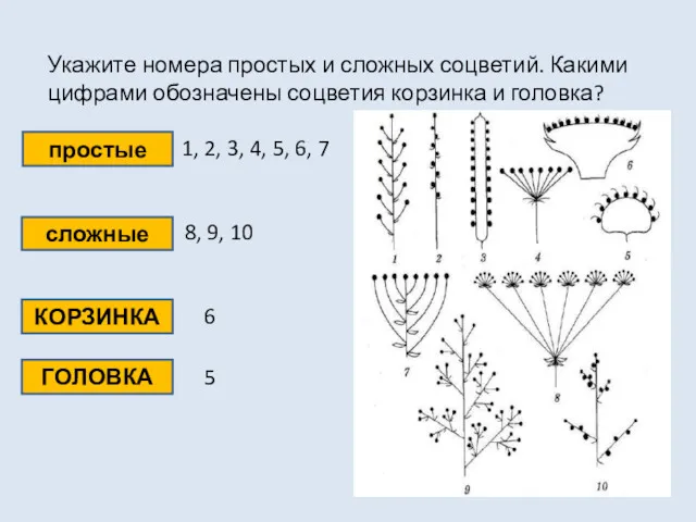 Укажите номера простых и сложных соцветий. Какими цифрами обозначены соцветия