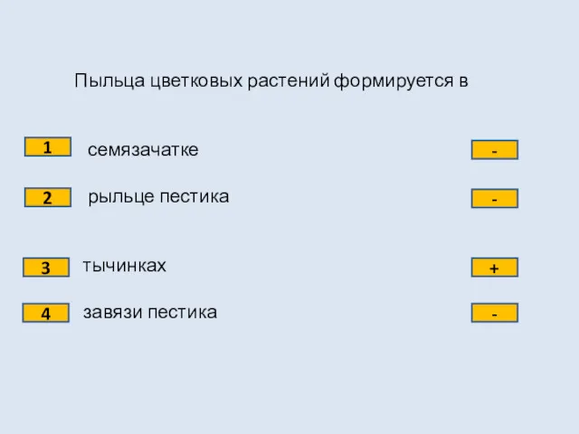 Пыльца цветковых растений формируется в семязачатке рыльце пестика тычинках завязи