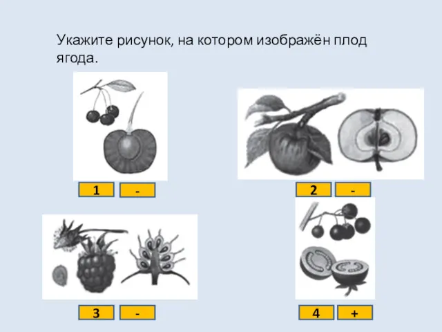 Укажите рисунок, на котором изображён плод ягода. 1 2 3 4 - - - +