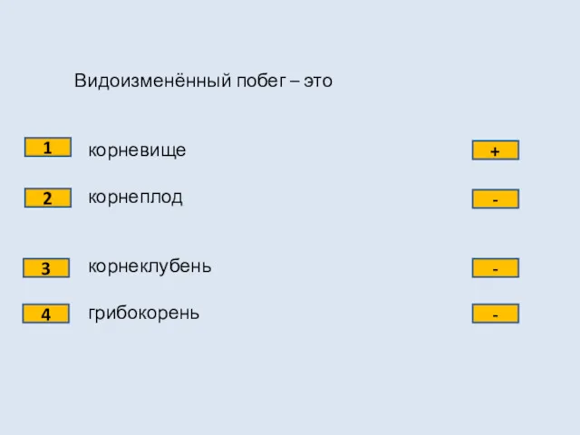 Видоизменённый побег – это корневище корнеплод корнеклубень грибокорень 1 2 3 4 + - - -