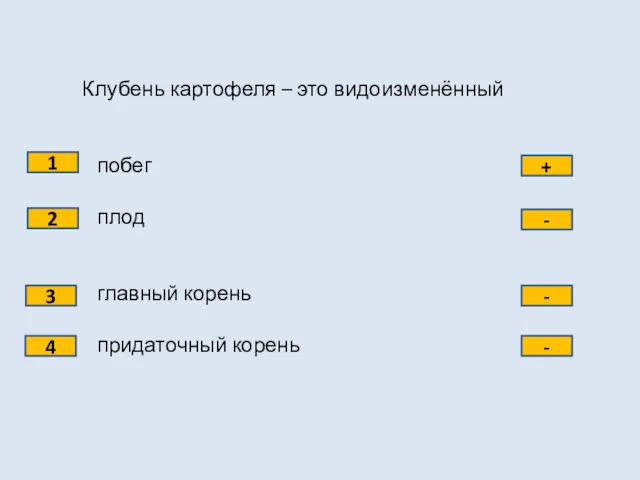 Клубень картофеля – это видоизменённый побег плод главный корень придаточный