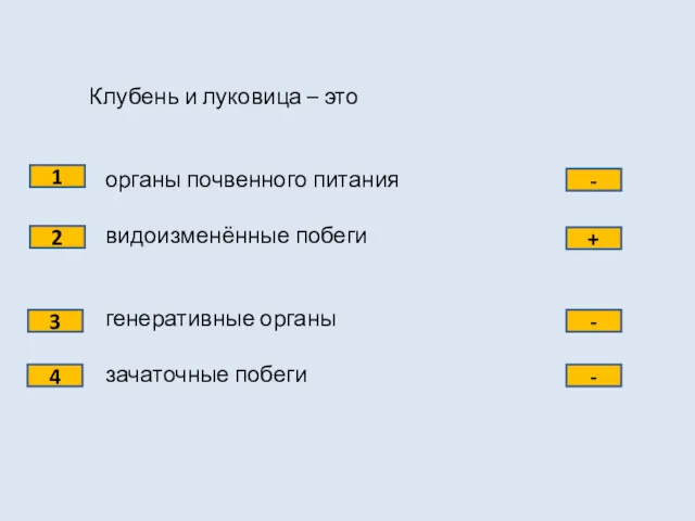 Клубень и луковица – это органы почвенного питания видоизменённые побеги