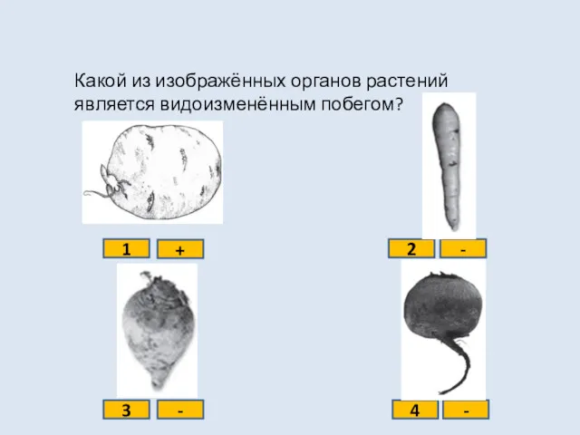 Какой из изображённых органов растений является видоизменённым побегом? 1 2 3 4 + - - -