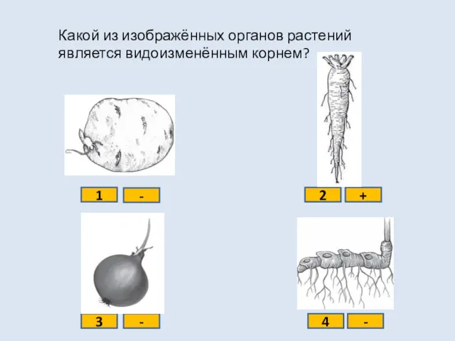 Какой из изображённых органов растений является видоизменённым корнем? 1 2 3 4 - + - -