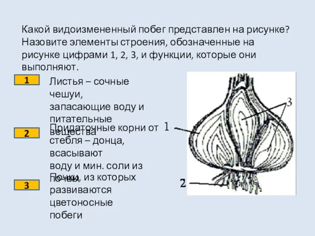 Какой видоизмененный побег представлен на рисунке? Назовите элементы строения, обозначенные