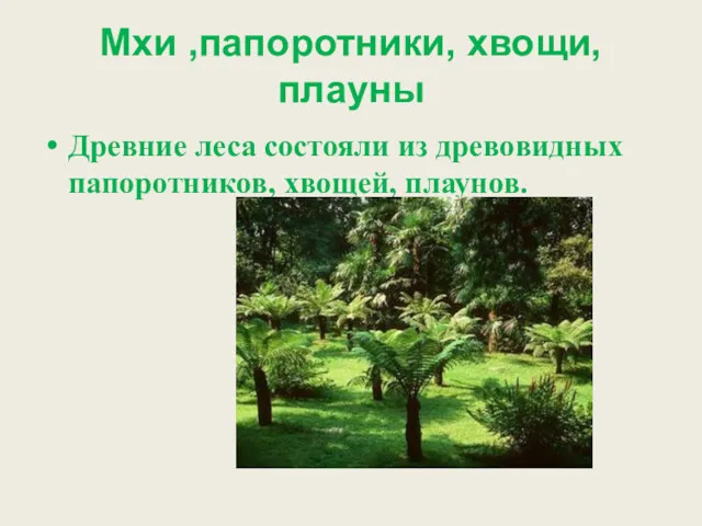 Мхи ,папоротники, хвощи, плауны Древние леса состояли из древовидных папоротников, хвощей, плаунов.