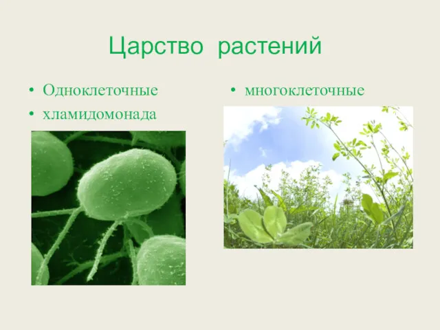Царство растений Одноклеточные хламидомонада многоклеточные