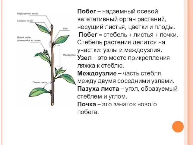 Побег – надземный осевой вегетативный орган растений, несущий листья, цветки