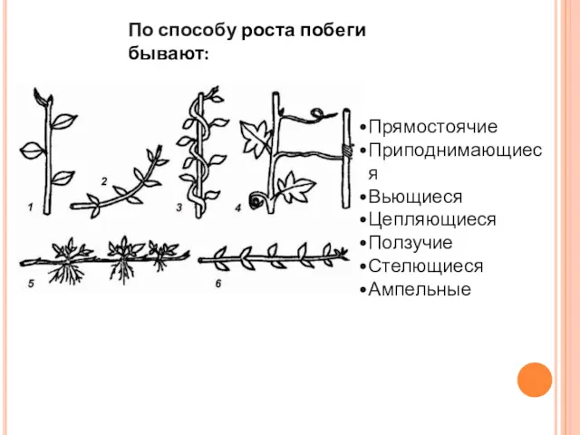 По способу роста побеги бывают: Прямостоячие Приподнимающиеся Вьющиеся Цепляющиеся Ползучие Стелющиеся Ампельные