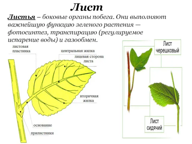 Лист Листья – боковые органы побега. Они выполняют важнейшую функцию зеленого растения —