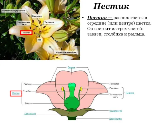Пестик Пестик — располагается в середине (или центре) цветка. Он состоит из трех