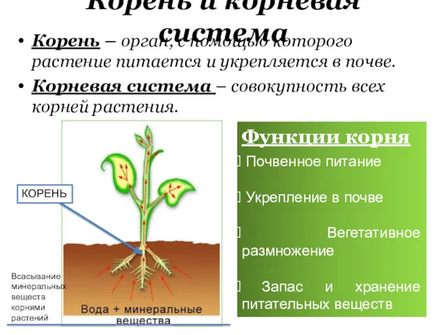 Корень и корневая система Корень – орган, с помощью которого растение питается и