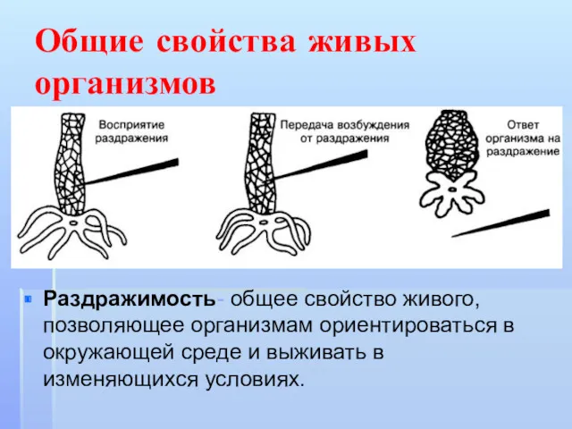 Общие свойства живых организмов Раздражимость- общее свойство живого, позволяющее организмам