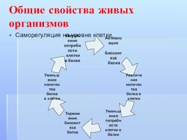 Саморегуляция на уровне клетки. Общие свойства живых организмов