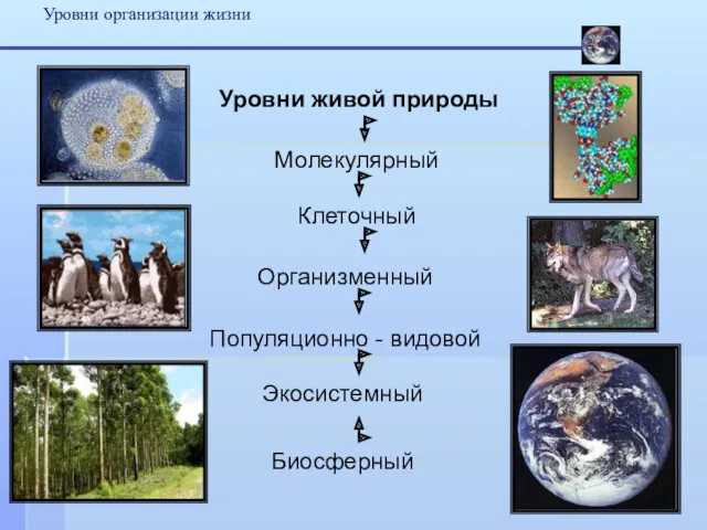 Уровни организации жизни Уровни живой природы Клеточный Организменный Популяционно - видовой Экосистемный Биосферный Молекулярный