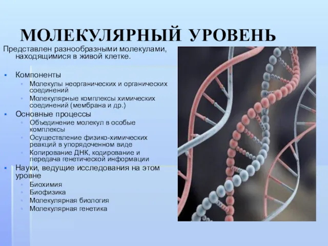 МОЛЕКУЛЯРНЫЙ УРОВЕНЬ Представлен разнообразными молекулами, находящимися в живой клетке. Компоненты