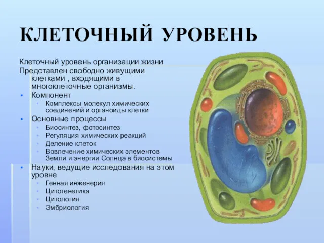 КЛЕТОЧНЫЙ УРОВЕНЬ Клеточный уровень организации жизни Представлен свободно живущими клетками