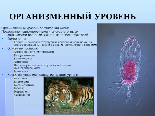 ОРГАНИЗМЕННЫЙ УРОВЕНЬ Организменный уровень организации жизни Представлен одноклеточными и многоклеточными