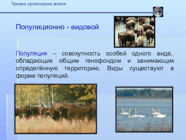 Уровни организации жизни Популяционно - видовой Популяция – совокупность особей