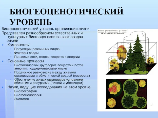 БИОГЕОЦЕНОТИЧЕСКИЙ УРОВЕНЬ Биогеоценотический уровень организации жизни Представлен разнообразием естественных и