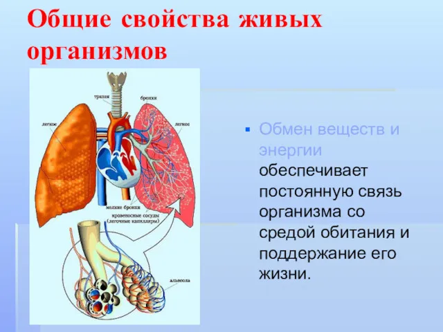 Общие свойства живых организмов Обмен веществ и энергии обеспечивает постоянную