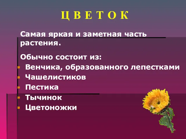 Ц В Е Т О К Самая яркая и заметная